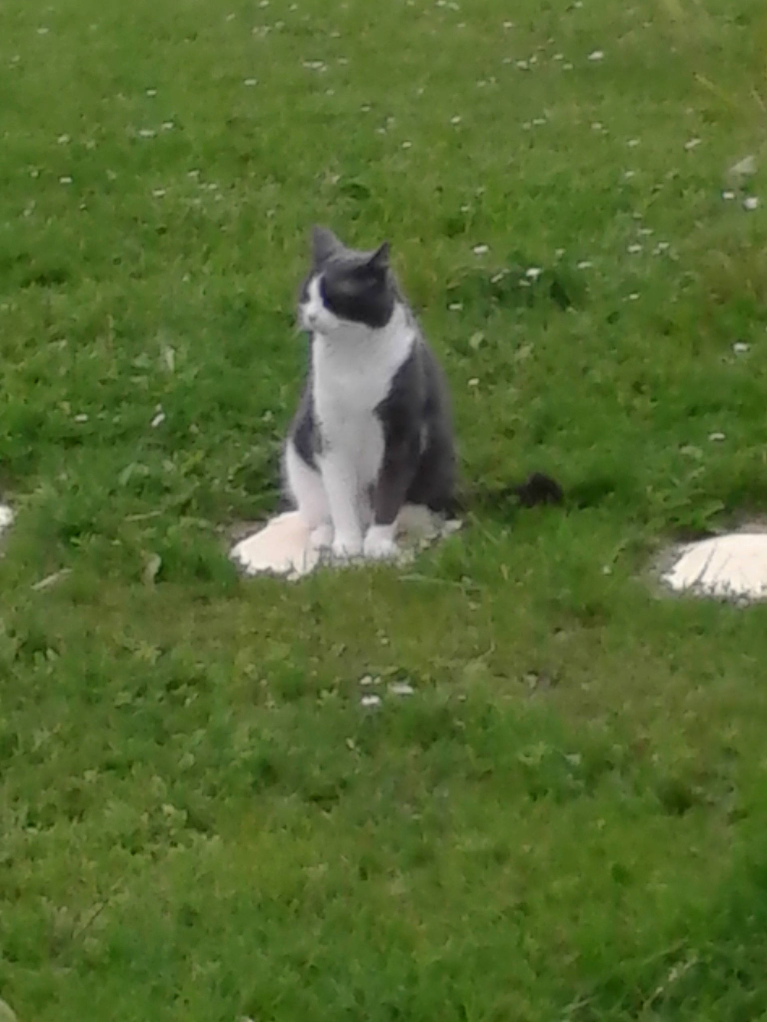 Grisette a rejoint le concours — aidez-le/la à gagner de superbes lots ! akita, border_collie, canidae, carnivore, dog_breed, felidae, grass, grass_family, lawn, meadow, plant, sporting_group, tail