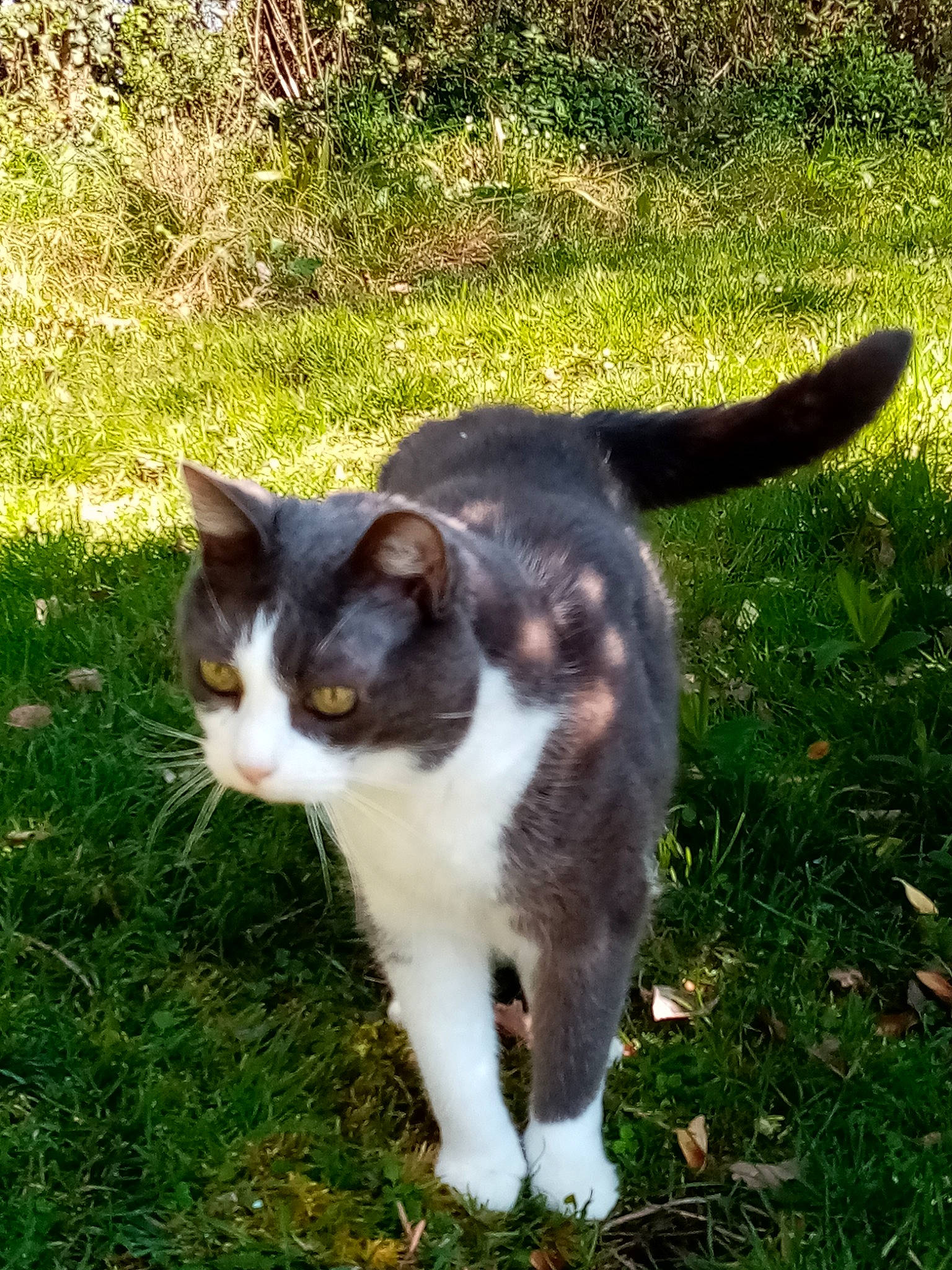 Grisette a rejoint le concours — aidez-le/la à gagner de superbes lots ! aegean_cat, american_wirehair, carnivore, cat, domestic_short_haired_cat, european_shorthair, felidae, grass, mammal, plant, polydactyl_cat, small_to_medium_sized_cats, snout, tail, whiskers