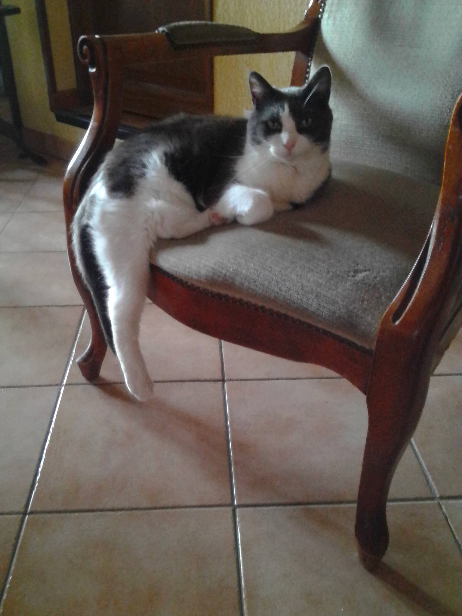 Grisette a rejoint le concours — aidez-le/la à gagner de superbes lots ! carnivore, cat, chair, domestic_short_haired_cat, fawn, felidae, floor, flooring, furniture, hardwood, kitten, leg, small_to_medium_sized_cats, snowshoe, table, tail, whiskers