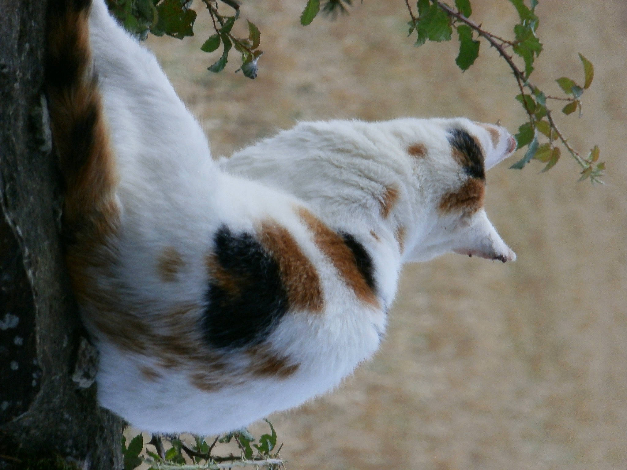 Tigrette a rejoint le concours — aidez-le/la à gagner de superbes lots ! canidae, carnivore, fawn, tail, whiskers, wildlife