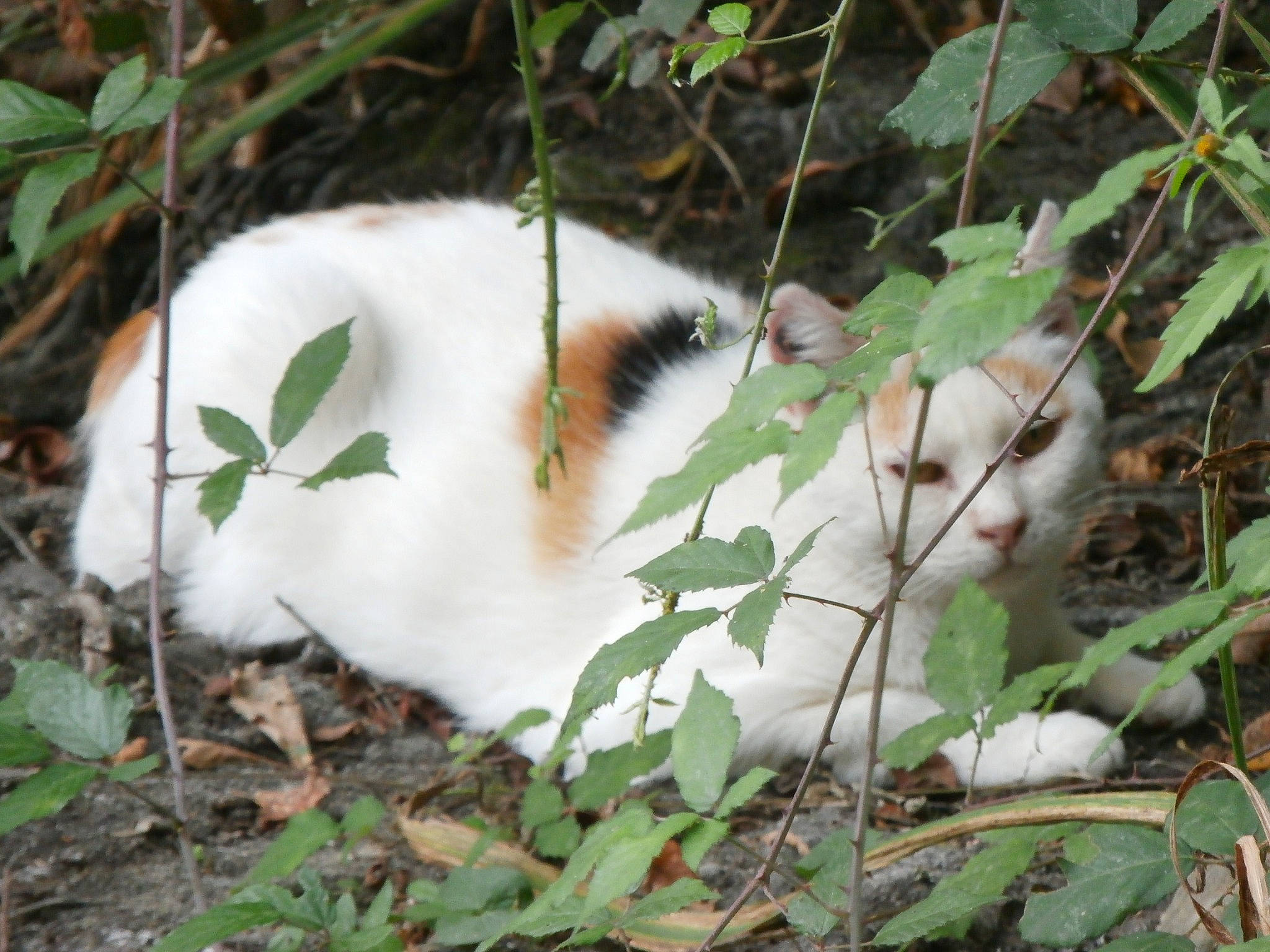 Tigrette a rejoint le concours — aidez-le/la à gagner de superbes lots ! carnivore, cat, fawn, felidae, fur, kitten, plant, small_to_medium_sized_cats