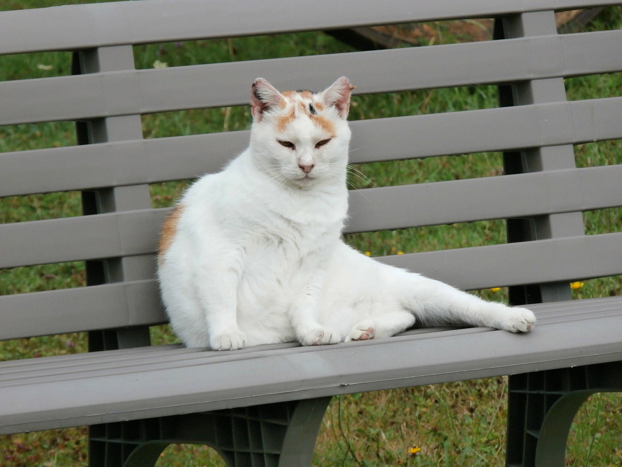 Tigrette a rejoint le concours — aidez-le/la à gagner de superbes lots ! aegean_cat, asian, british_semi_longhair, burmilla, carnivore, cat, domestic_short_haired_cat, eye, fawn, felidae, fence, fur, polydactyl_cat, sitting, small_to_medium_sized_cats, tail, turkish_angora, turkish_van, whiskers, window