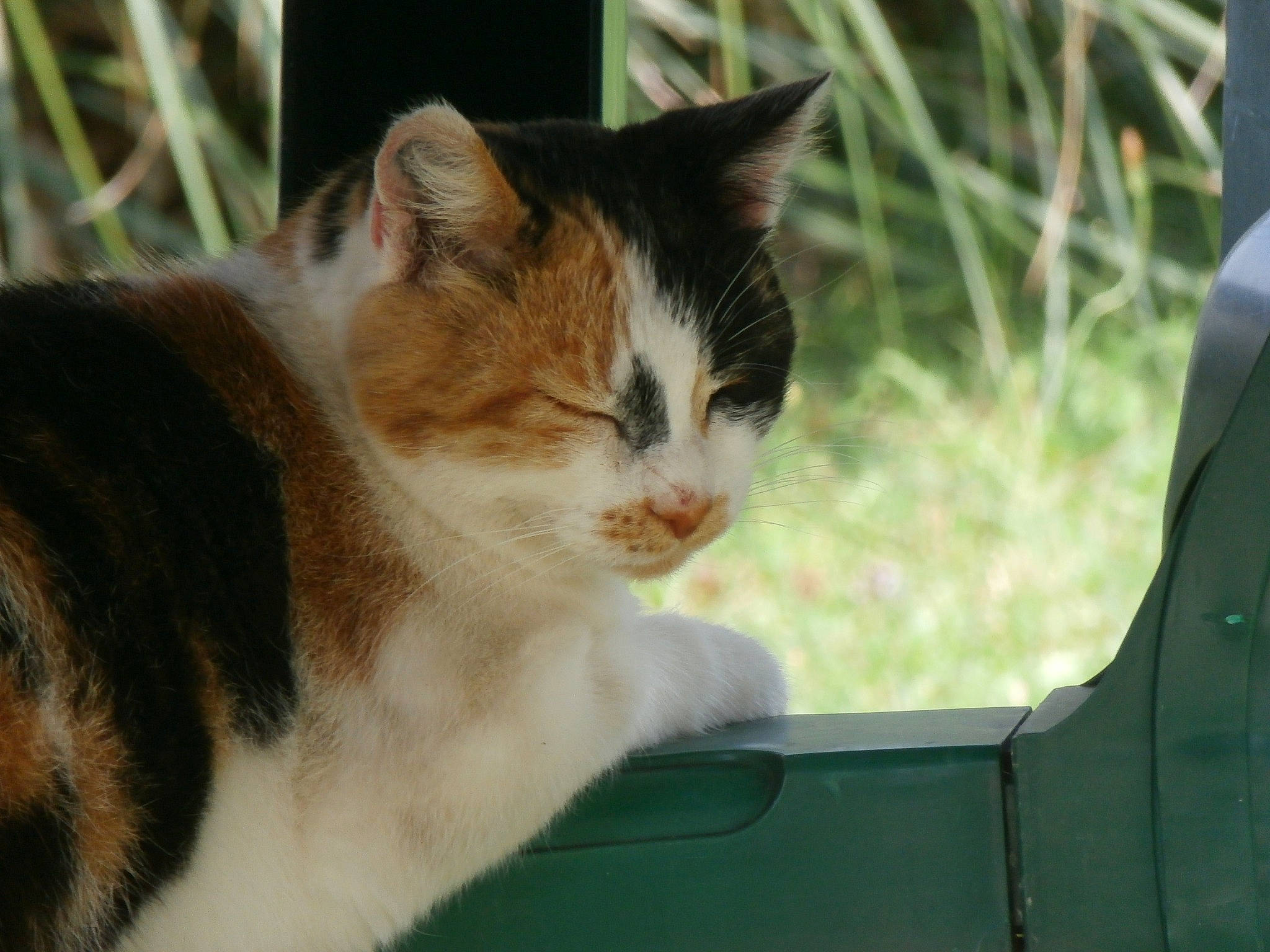 Princesse participe au concours pour gagner de l'argent avec cette photo : aegean_cat, american_wirehair, asian, carnivore, cat, domestic_short_haired_cat, european_shorthair, fawn, felidae, fur, grass, mammal, polydactyl_cat, small_to_medium_sized_cats, snout, turkish_van, whiskers, window