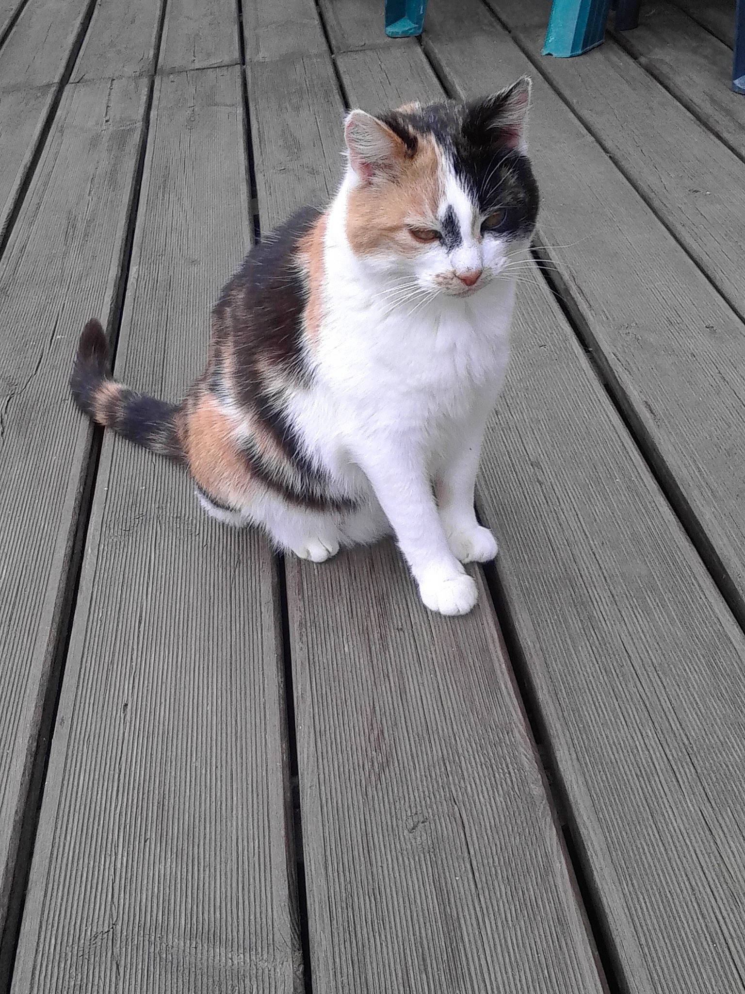 Princesse a rejoint le concours — aidez-le/la à gagner de superbes lots ! aegean_cat, american_wirehair, carnivore, cat, domestic_short_haired_cat, european_shorthair, felidae, floor, flooring, fur, hardwood, kitten, mammal, paw, polydactyl_cat, small_to_medium_sized_cats, snapshot, tail, whiskers, wood