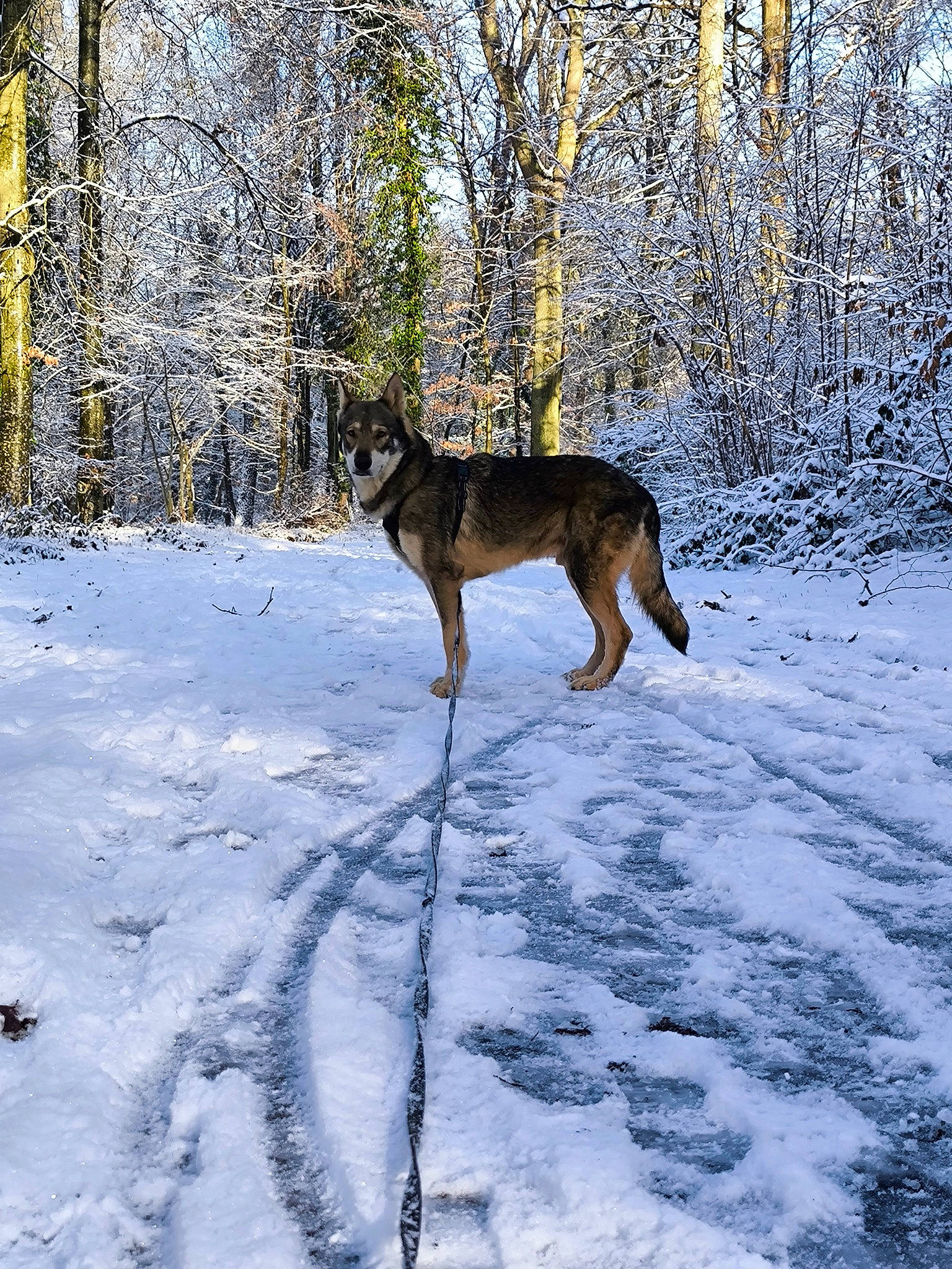 Fenrir participe au concours pour gagner de l'argent avec cette photo : canidae, carnivore, dog, dog_breed, electric_blue, fawn, freezing, german_shepherd_dog, old_german_shepherd_dog, plant, snout, snow, sporting_group, tail, tree, twig, wildlife, winter, woodland, working_dog