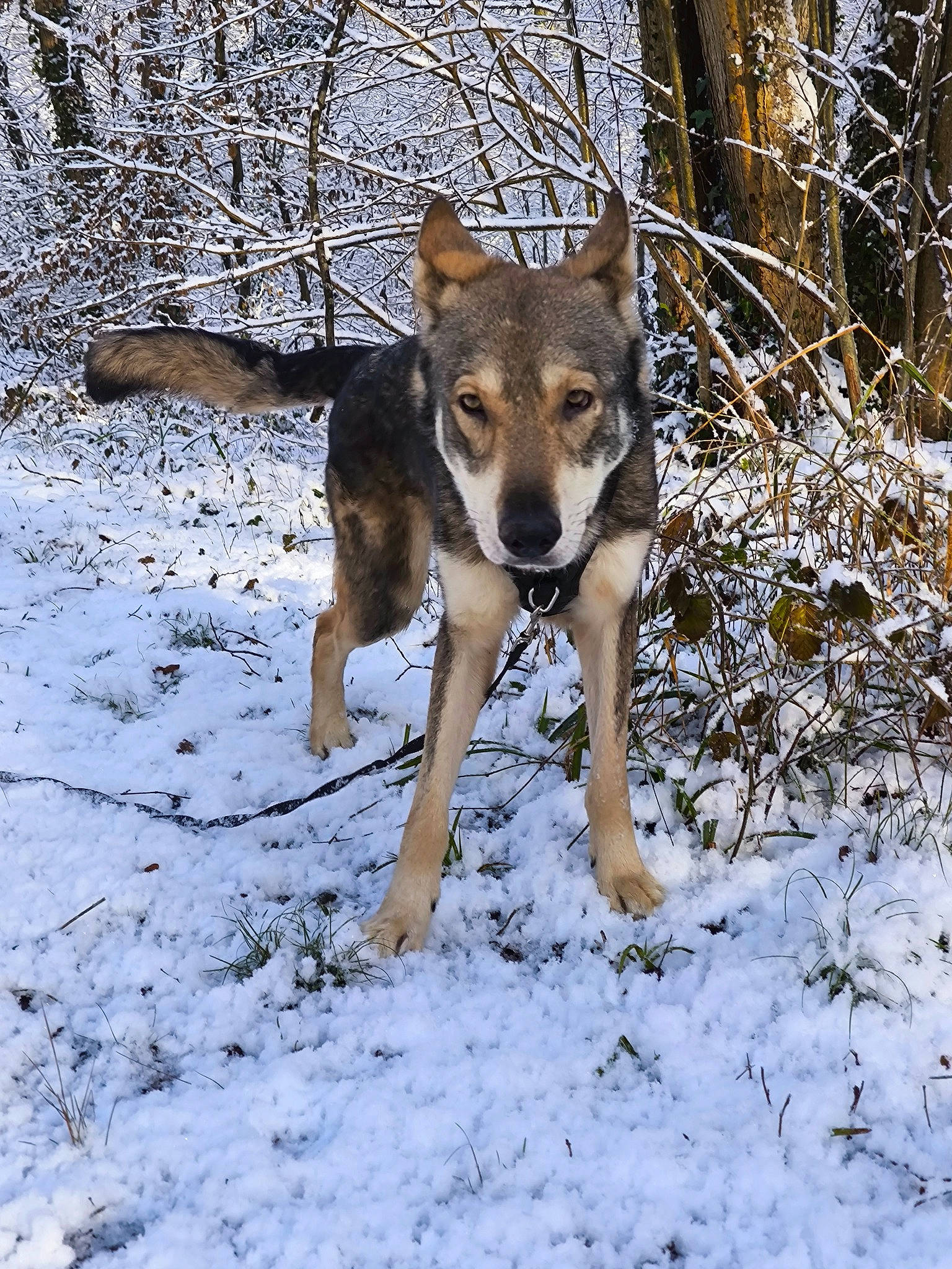 Fenrir a rejoint le concours — aidez-le/la à gagner de superbes lots ! canidae, canis, carnivore, companion_dog, dog, dog_breed, fawn, freezing, hound, hunting_dog, snout, snow, sporting_group, tail, terrestrial_animal, tree, twig, wildlife, winter, working_dog