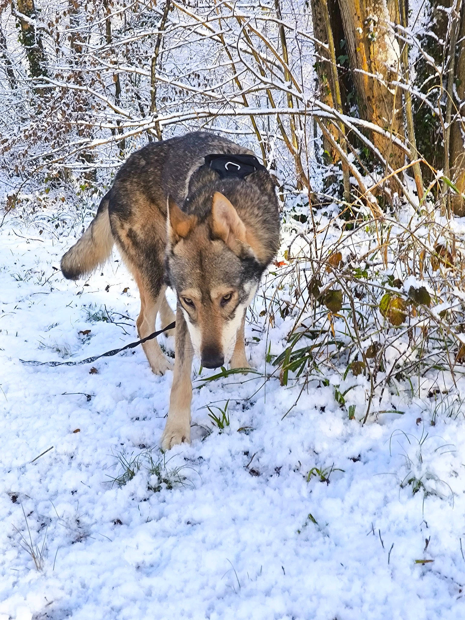 Fenrir a rejoint le concours — aidez-le/la à gagner de superbes lots ! canidae, canis, canis_lupus_tundrarum, carnivore, dog, dog_breed, fawn, freezing, fur, herding_dog, hunting_dog, plant, snow, sporting_group, tail, terrestrial_animal, twig, winter, wolf, working_dog