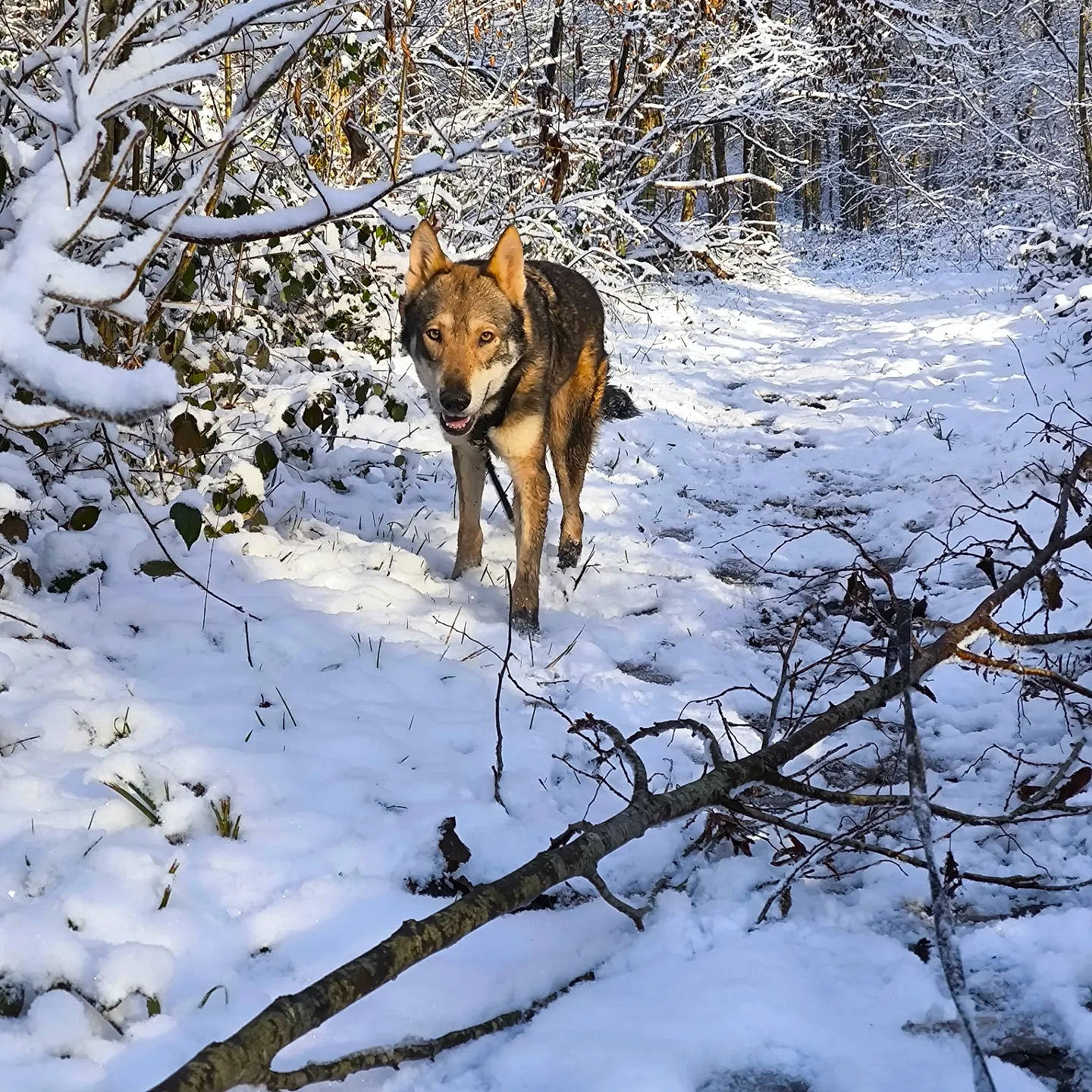 Fenrir a rejoint le concours — aidez-le/la à gagner de superbes lots ! branch, canidae, canis, carnivore, dog, dog_breed, dog_hiking, fawn, freezing, plant, snow, sporting_group, tail, terrestrial_animal, tree, twig, wildlife, winter, wood, working_dog