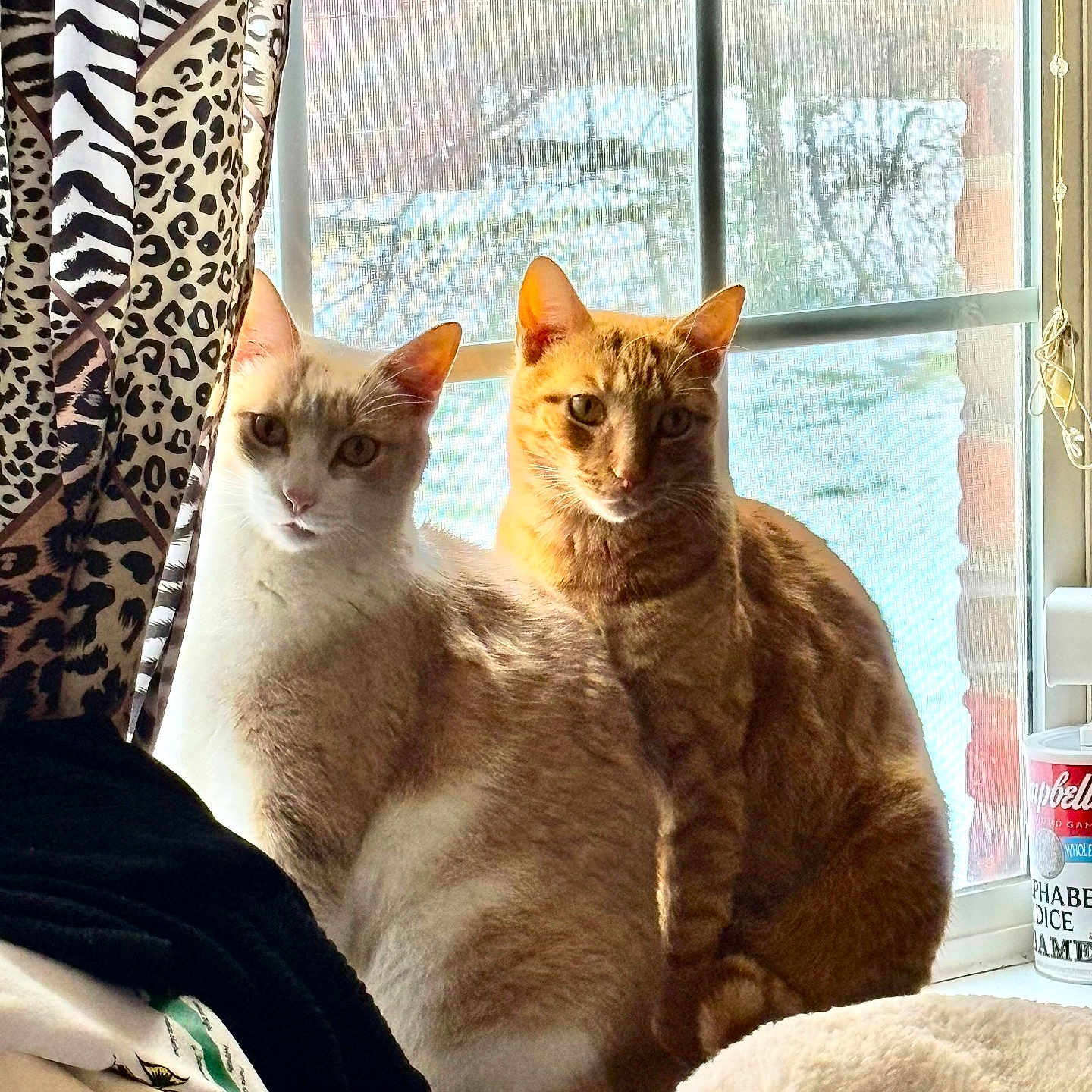 Sugar And Tiger joined the competition — help win amazing prizes! animal, cat, close_together, cozy, cream_cat, curtain, domestic, domestic_cat, feline, fur, household, indoor, natural_light, orange_tabby, pets, relaxed, sitting, sunlight, window, window_sill