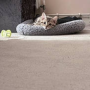 Simba joined the competition — help win amazing prizes! kitten, cat, pet_bed, toy, indoor, carpet, furniture, curious, young_cat, cozy, relaxed, gray, striped_cat, small_animal, domestic_cat, resting, playful, animal, cute, living_room