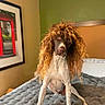 dog, pet, curly_wig, disguise, funny, sitting, bed, bedroom, blanket, portrait, brown_and_white, long_ears, floppy_ears, indoor, home, framed_art, green_wall, brown_wall, animal, humor