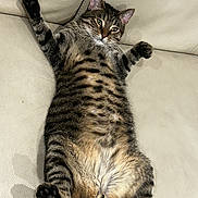 Pickle joined the competition — help win amazing prizes! animal, belly, cat, comfortable, couch, cute, domestic, feline, fur, indoor, lying_down, mammal, paws, pet, playful, relaxed, resting, striped, tabby, whiskers