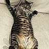 animal, belly, cat, comfortable, couch, cute, domestic, feline, fur, indoor, lying_down, mammal, paws, pet, playful, relaxed, resting, striped, tabby, whiskers