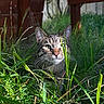 Pickle is registered to the contest to win money with this photo: animal, background, cat, closeup, curious, ears, eyes, feline, grass, greenery, mammal, nature, outdoor, pet, shadow, stealth, sunlight, tabby, whiskers, wood