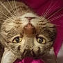 Popsicle is registered to the contest to win money with this photo: cat, tabby, feline, pet, close_up, portrait, upside_down, whiskers, yellow_eyes, nose, pink_blanket, fabric, indoor, cute, animal, domestic_cat, face, staring, relaxed, cozy