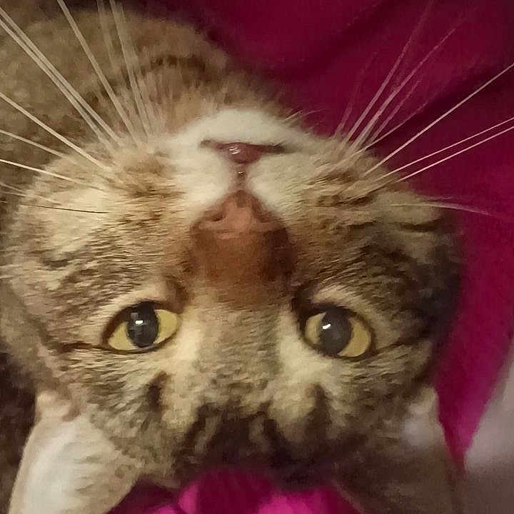 Popsicle is registered to the contest to win money with this photo: animal, cat, close_up, cozy, cute, domestic_cat, fabric, face, feline, indoor, nose, pet, pink_blanket, portrait, relaxed, staring, tabby, upside_down, whiskers, yellow_eyes