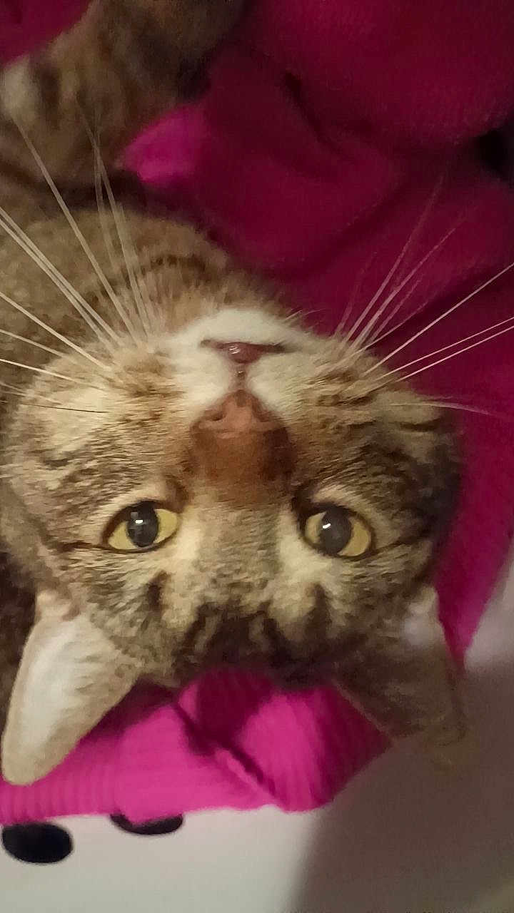 Popsicle is registered to the contest to win money with this photo: cat, tabby, feline, pet, close_up, portrait, upside_down, whiskers, yellow_eyes, nose, pink_blanket, fabric, indoor, cute, animal, domestic_cat, face, staring, relaxed, cozy