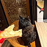cat, black_cat, bread, chair, wooden_table, wine_corks, indoor, pet, fur, food, cozy, attention, mustard_color, furniture, domestic_animal, table, background, hand, nail_polish, curiosity