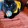 Artus a rejoint le concours — aidez-le/la à gagner de superbes lots ! cat, black_cat, yellow_shirt, toy, colorful_ball, couch, orange_couch, pet, indoor, furry, animal, relaxed, playful, closeup, whiskers, bright_colors, texture, cute, domestic_cat, lying_down