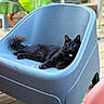 black_cat, cat, chair, plastic_chair, outdoor, greenery, plant, wooden_floor, pet, animal, feline, relaxed, lying_down, domestic_cat, collar, daylight, nature, portrait, fur, whiskers
