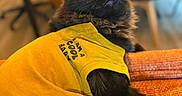 Artus a rejoint le concours — aidez-le/la à gagner de superbes lots ! cat, black_cat, yellow_shirt, pet_clothing, indoor, furniture, orange_couch, curious_expression, fluffy_fur, close_up, animal, domestic_cat, cozy, relaxed, portrait, household, soft_lighting, warm_colors, whiskers, cute
