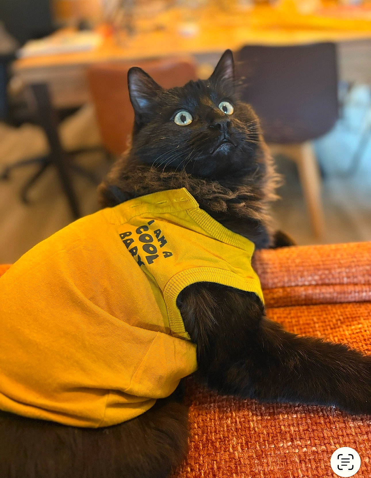 Artus a rejoint le concours — aidez-le/la à gagner de superbes lots ! animal, black_cat, cat, clothing, curious, cute, domestic_animal, feline, fluffy, fur, indoor, looking_up, mammal, orange_surface, pet, portrait, relaxed, seated, wide_eyes, yellow_shirt