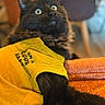 Artus a rejoint le concours — aidez-le/la à gagner de superbes lots ! animal_portrait, black_cat, cat, close_up, clothing, cozy, curious_eyes, domestic_animal, fluffy_fur, furry, indoor, looking_up, orange_cushion, pet, relaxed, seated, soft_lighting, text_on_clothing, whiskers, yellow_shirt