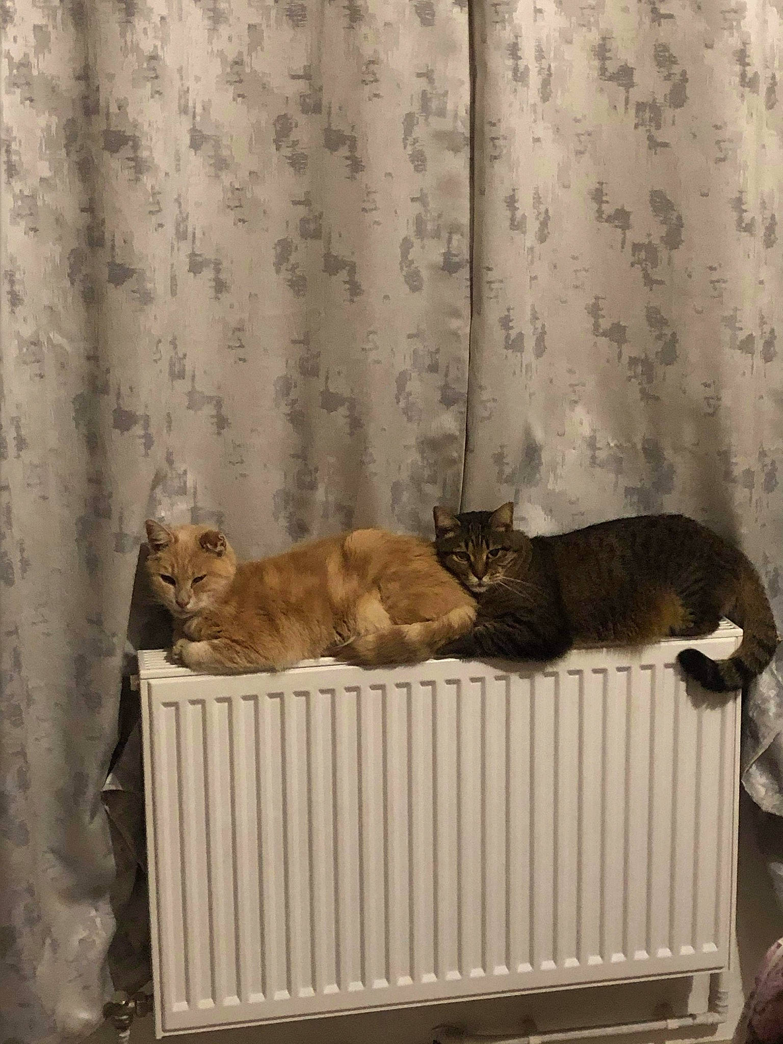 Titteuf Et Ganja participe au concours pour gagner de l'argent avec cette photo : animal_shelter, canidae, carnivore, cat, curtain, fawn, felidae, interior_design, small_to_medium_sized_cats, whiskers, window_covering, window_treatment