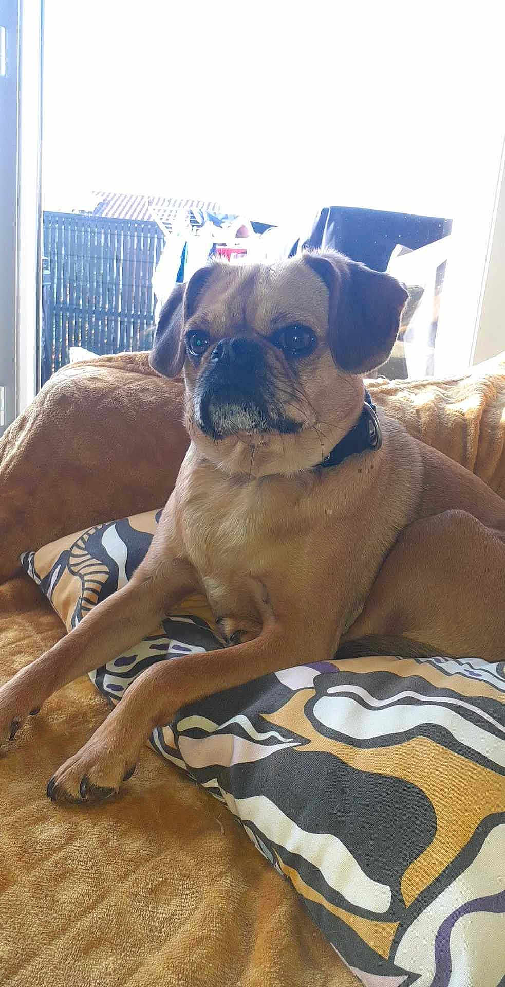 Sysko a rejoint le concours — aidez-le/la à gagner de superbes lots ! dog, small_dog, pillow, blanket, indoor, window, natural_light, brown, furniture, pet, relaxed, cozy, canine, ears, fur, collar, snout, paw, sitting, home