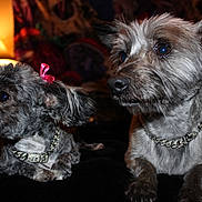 Kiwi joined the competition — help win amazing prizes! dog, pet, indoor, lamp, collar, bow, fur, cute, animal, portrait, two_dogs, black_surface, cozy, domestic, mammal, companions, closeup, decor, lighting, relaxed