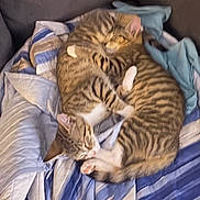 Bella Bipper is registered to the contest to win money with this photo: animal, blanket, cat, close_up, couch, cozy, cuddling, cute, domestic_cat, feline, fur, indoor, napping, pets, relaxation, resting, sleeping, striped, tabby_cat, two_cats