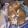 animal, blanket, cat, close_up, couch, cozy, cuddling, cute, domestic_cat, feline, fur, indoor, napping, pets, relaxation, resting, sleeping, striped, tabby_cat, two_cats