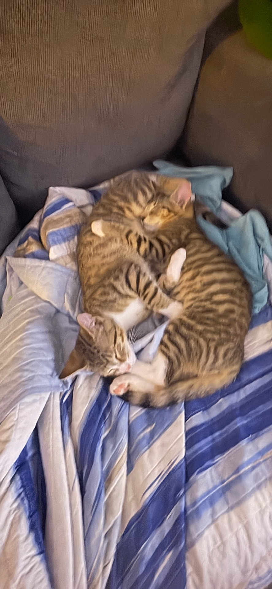 Bella Bipper is registered to the contest to win money with this photo: animal, blanket, cat, close_up, couch, cozy, cuddling, cute, domestic_cat, feline, fur, indoor, napping, pets, relaxation, resting, sleeping, striped, tabby_cat, two_cats