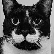 Miss Stasha is registered to the contest to win money with this photo: abyssinian, animal, art, blackcat, bodypart, book, cat, face, head, kitten, manx, mouth, person, pet, photography, portrait, publication, siamese, snout, teeth