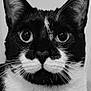 abyssinian, animal, art, blackcat, bodypart, book, cat, face, head, kitten, manx, mouth, person, pet, photography, portrait, publication, siamese, snout, teeth