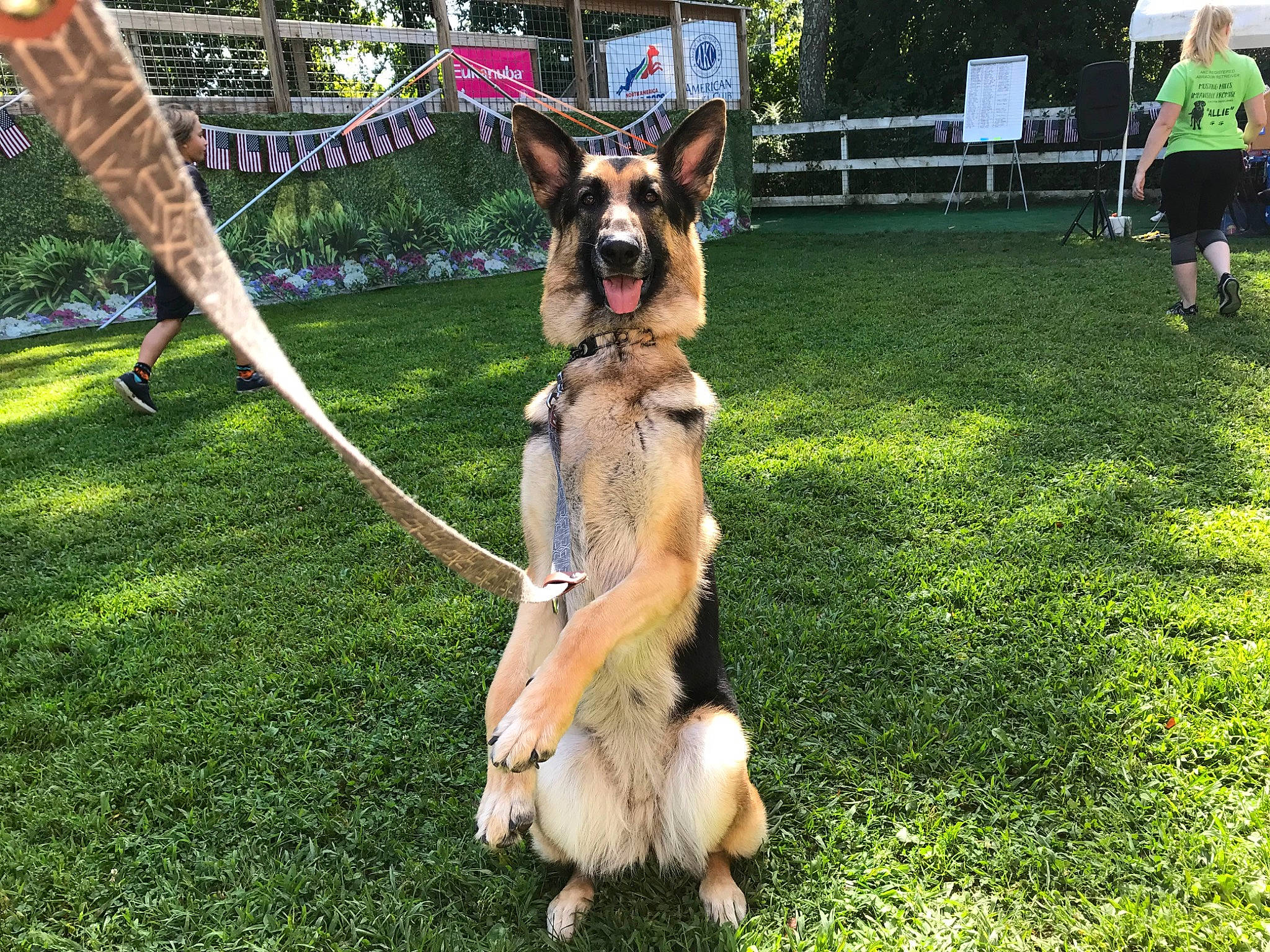 Service Dog Sadie is registered to the contest to win money with this photo: belgian_shepherd, belgian_shepherd_malinois, canidae, carnivore, companion_dog, dog, dog_breed, east_european_shepherd, fawn, german_shepherd_dog, king_shepherd, kunming_wolfdog, mammal, obedience_training, old_german_shepherd_dog, police_dog, shiloh_shepherd_dog, snout, vertebrate, working_dog