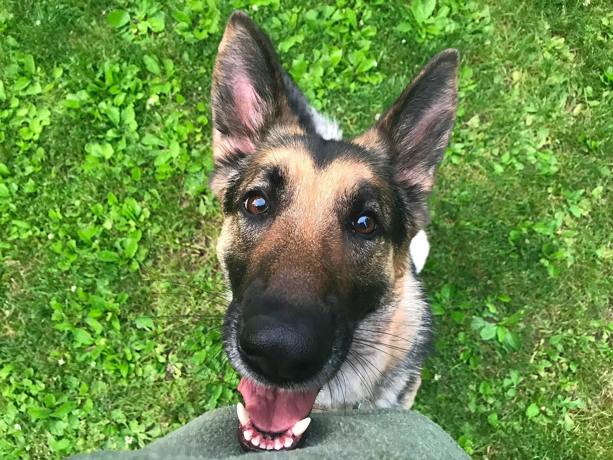 Service Dog Sadie is registered to the contest to win money with this photo: belgian_shepherd, belgian_shepherd_malinois, canidae, carnivore, dog, dog_breed, east_european_shepherd, fawn, german_shepherd_dog, grass, king_shepherd, kunming_wolfdog, mammal, old_german_shepherd_dog, police_dog, rare_breed_dog, shiloh_shepherd_dog, snout, vertebrate, working_dog