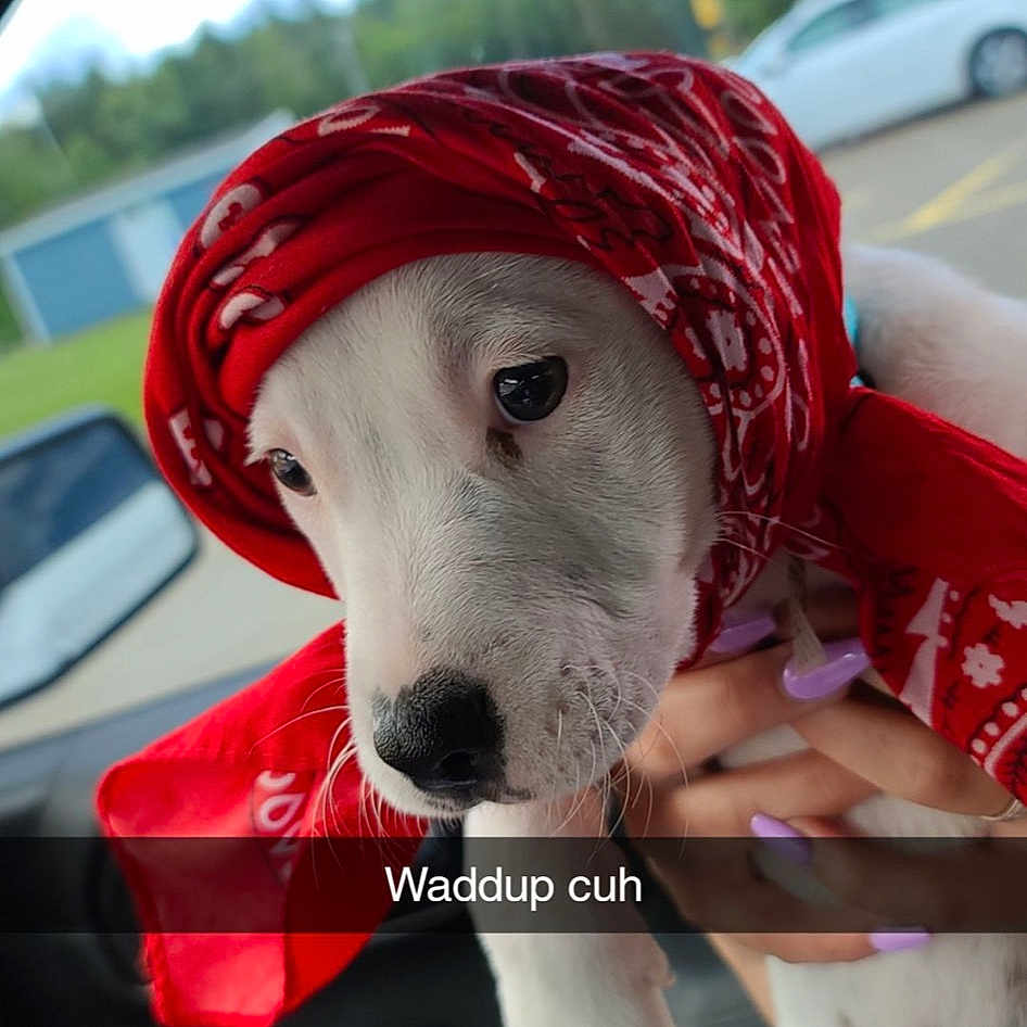 Apollo joined the competition — help win amazing prizes! canidae, car, carnivore, companion_dog, dog, dog_breed, non_sporting_group, rare_breed_dog, sporting_group, vehicle