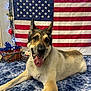 dog, german_shepherd, american_flag, patriotic, indoor, blanket, blue, decorations, lights, flowers, tongue_out, pet, animal, happy, lying_down, fur, ears, face, portrait, smiling