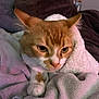 cat, orange_cat, white_towel, blanket, soft_texture, indoor, pet, fur, cozy, resting, animal, whiskers, ears, paw, comfort, bedroom, domestic, close_up, relaxed, curious