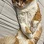 Peanut joined the competition — help win amazing prizes! cat, orange_cat, white_cat, fluffy, pet, relaxed, lying_down, paws, whiskers, fur, indoor, quilted_surface, cute, sleepy, domestic_cat, animal, mammal, feline, resting, closeup