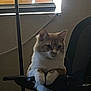 Peanut joined the competition — help win amazing prizes! animal, blinds, cat, chair, comfortable, cute, domestic_animal, feline, fur, home, indoor, light, office_chair, paws, pet, relaxing, resting, shadow, whiskers, window
