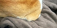 Peanut joined the competition — help win amazing prizes! animal, black_shirt, blanket, cat, closeup, cozy, ears, feline, fur, ginger_cat, gray_blanket, home, indoor, logo, pet, relaxing, resting_cat, soft_texture, tail, white_fur