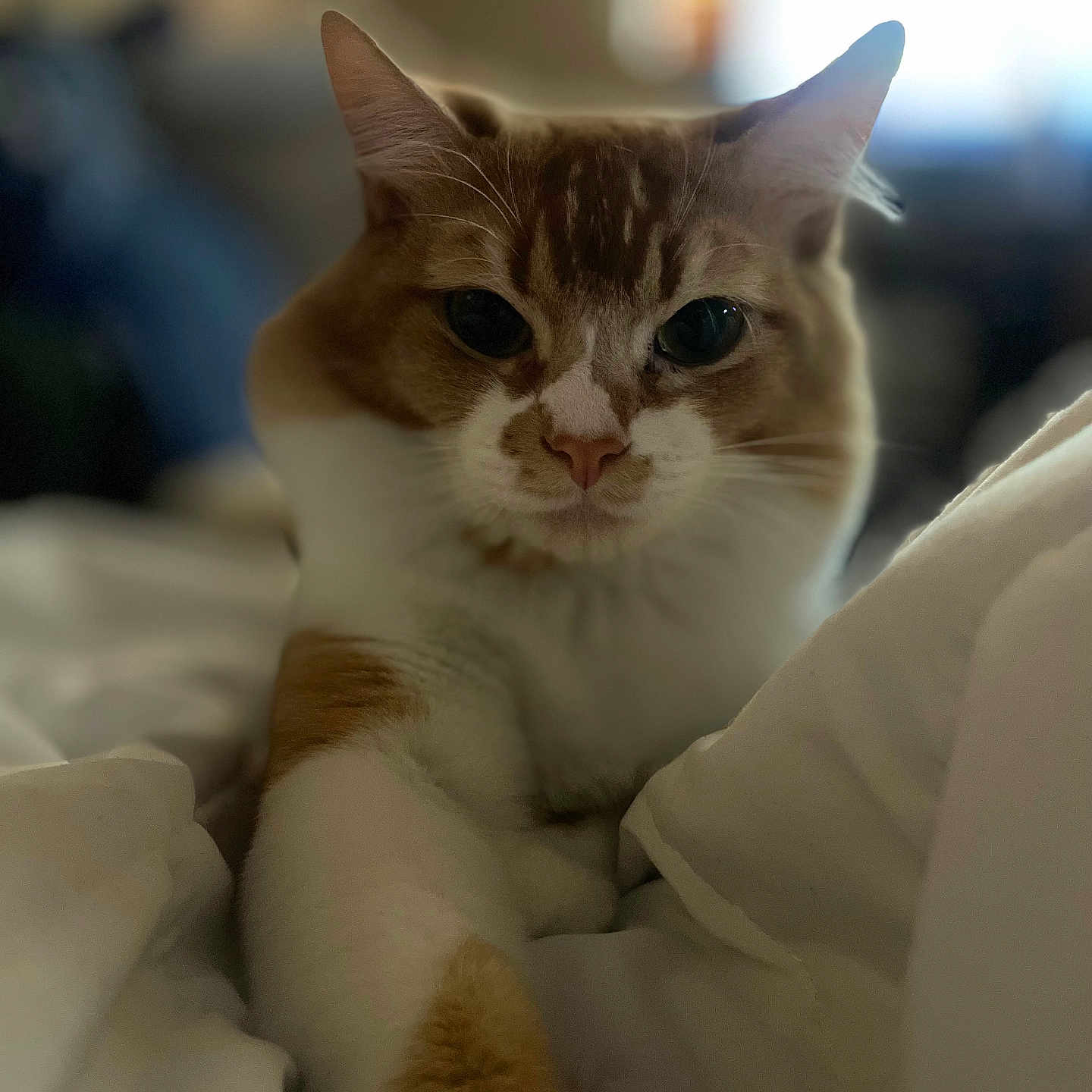 Peanut joined the competition — help win amazing prizes! animal, bed, blanket, cat, close_up, cozy, cute, domestic_cat, feline, fur, indoor, orange_cat, paw, pet, portrait, relaxed, resting, sleepy, whiskers, white_cat