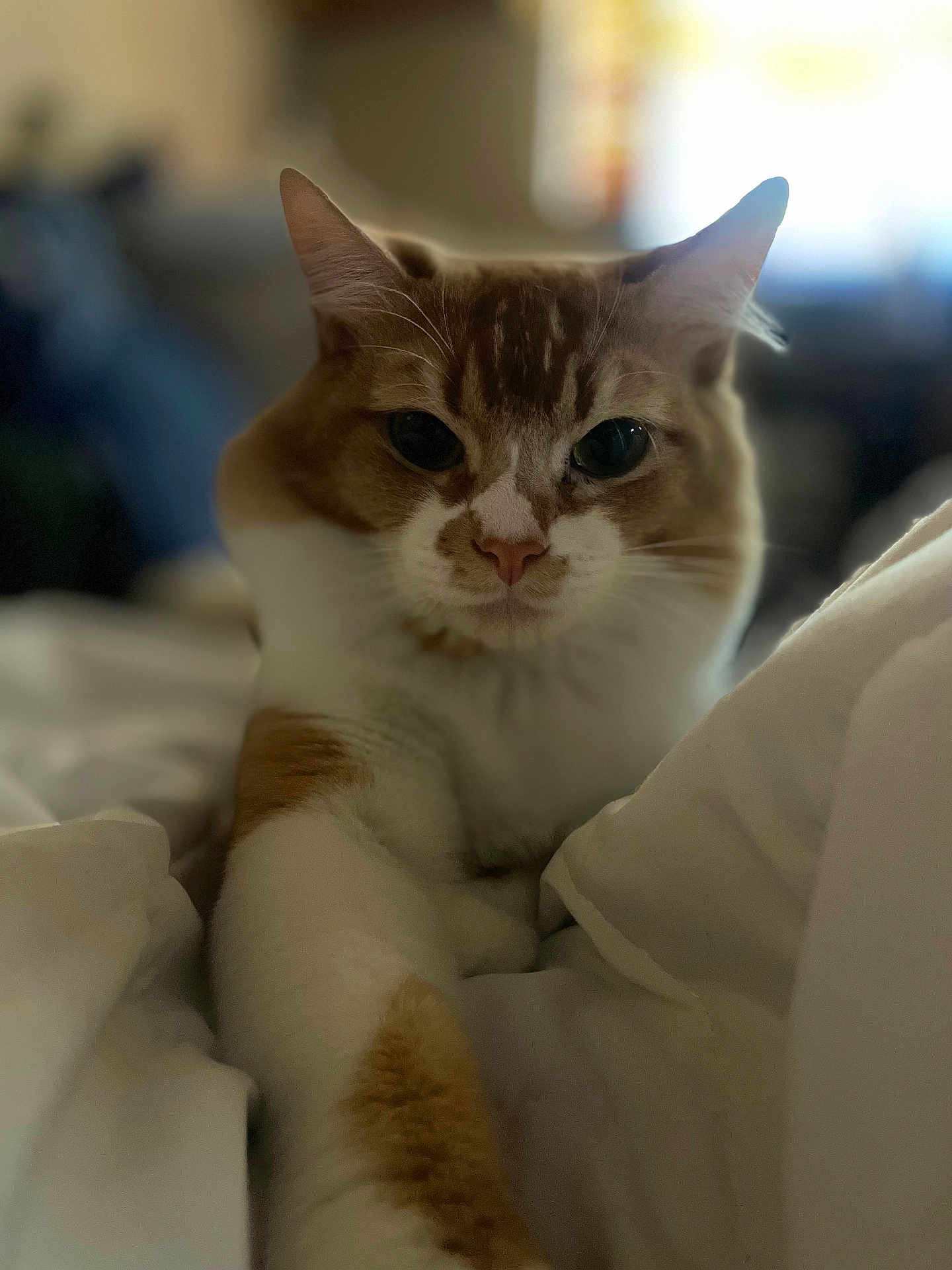 Peanut joined the competition — help win amazing prizes! cat, orange_cat, white_cat, pet, animal, indoor, bed, blanket, feline, paw, close_up, cute, domestic_cat, sleepy, resting, fur, whiskers, cozy, relaxed, portrait