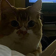 Peanut joined the competition — help win amazing prizes! cat, close_up, indoor, dim_lighting, curious, feline, whiskers, ears, eyes, television, screen, play_button, soft_surface, bed, room, shadow, pet, animal, domestic, quiet