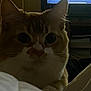 cat, close_up, indoor, dim_lighting, curious, feline, whiskers, ears, eyes, television, screen, play_button, soft_surface, bed, room, shadow, pet, animal, domestic, quiet