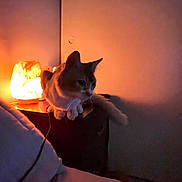 Peanut is registered to the contest to win money with this photo: bed, calm, cat, cozy, dark_room, feline, furniture, home, indoor, nightstand, orange_light, pet, pillow, quiet, relaxation, resting, salt_lamp, shadow, soft_light, warm_lighting