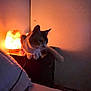 bed, calm, cat, cozy, dark_room, feline, furniture, home, indoor, nightstand, orange_light, pet, pillow, quiet, relaxation, resting, salt_lamp, shadow, soft_light, warm_lighting