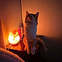 Peanut is registered to the contest to win money with this photo: animal, bedside_table, cat, cozy, curious, domestic, feline, furniture, home, indoor, night, orange_light, pet, quiet, salt_lamp, shadow, sitting, soft_light, table, warm_light